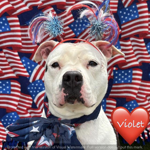 Violet at Animal Welfare League