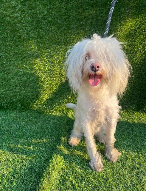 Little Boy at Animal Welfare League
