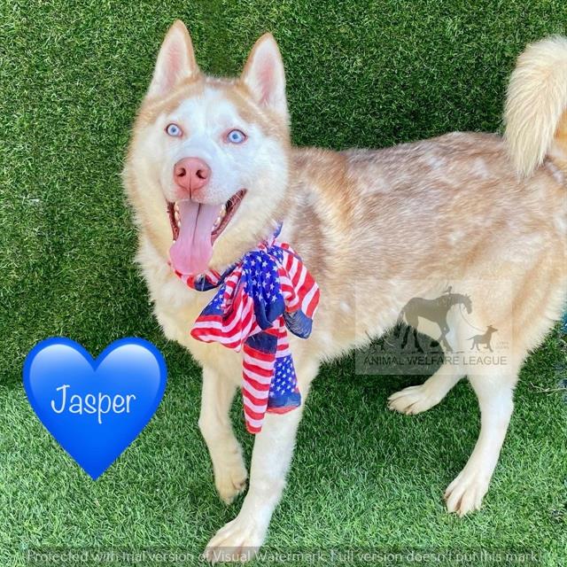 Jasper at Animal Welfare League