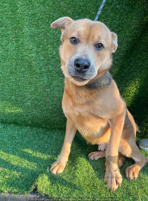 Chief available through Animal Welfare League