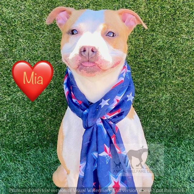 Mia available through Animal Welfare League