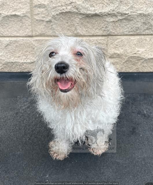 Lolly at Animal Welfare League