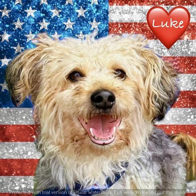 Luke at Animal Welfare League