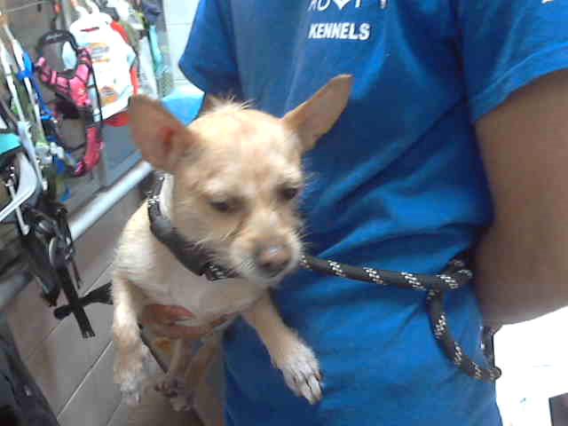 Conrad at Animal Welfare League