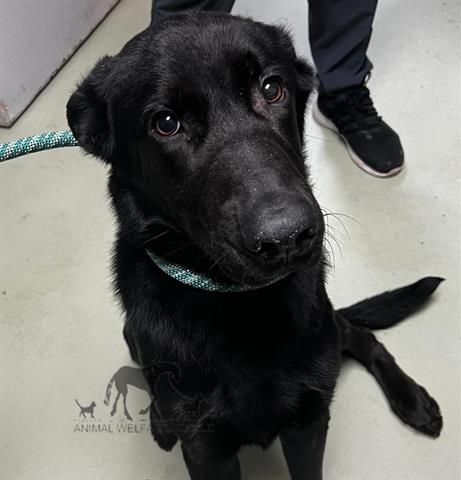 Major at Animal Welfare League