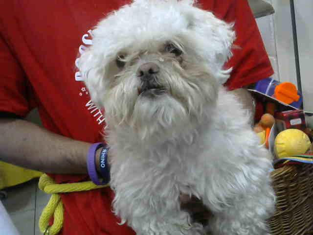 Lexington at Animal Welfare League