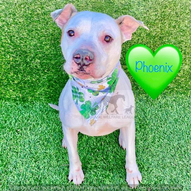 Phoenix at Animal Welfare League