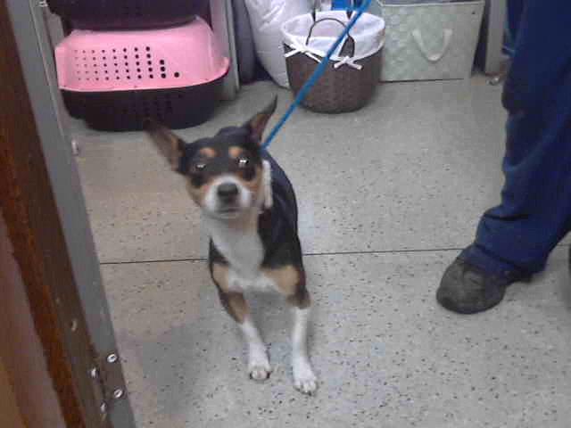 Jake at Animal Welfare League