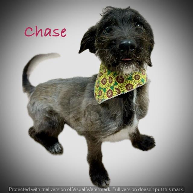 Chase at Animal Welfare League