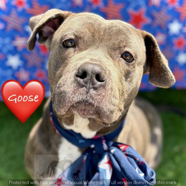 Goose at Animal Welfare League