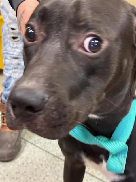 Knox at Animal Welfare League