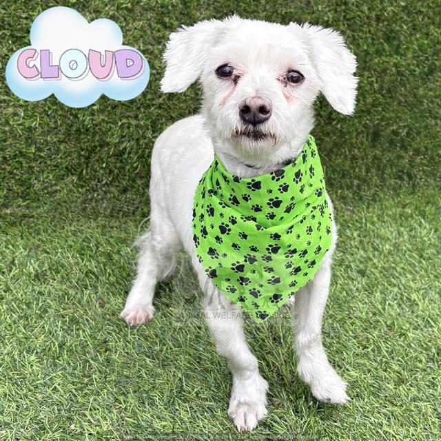 Cloud at Animal Welfare League