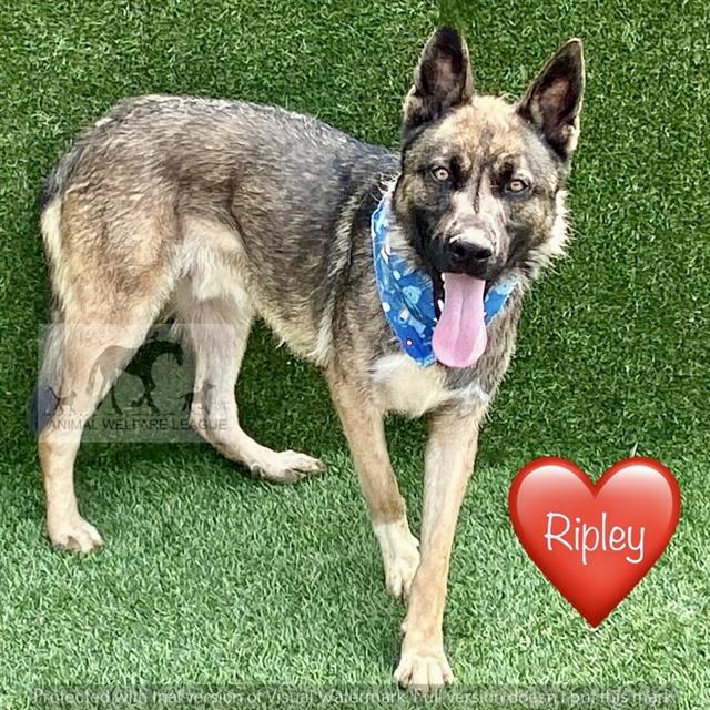 Ripley at Animal Welfare League