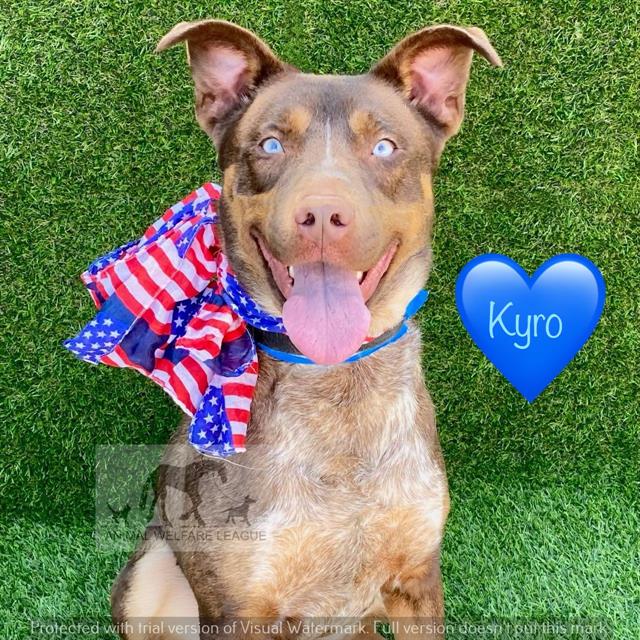 Kyro at Animal Welfare League