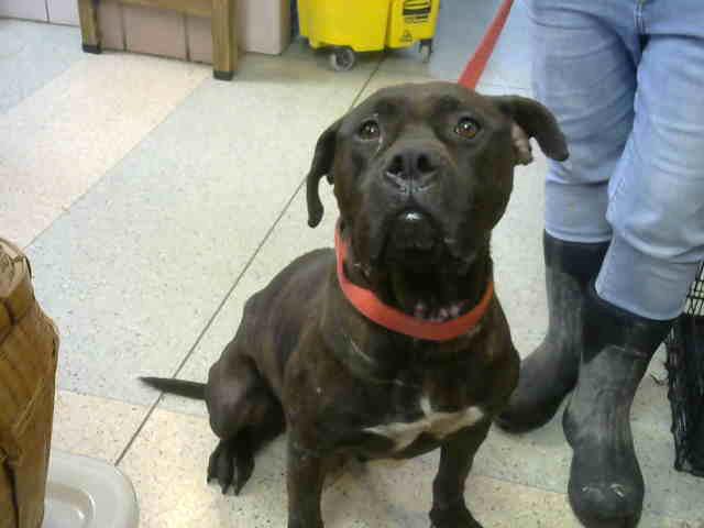 Laci at Animal Welfare League