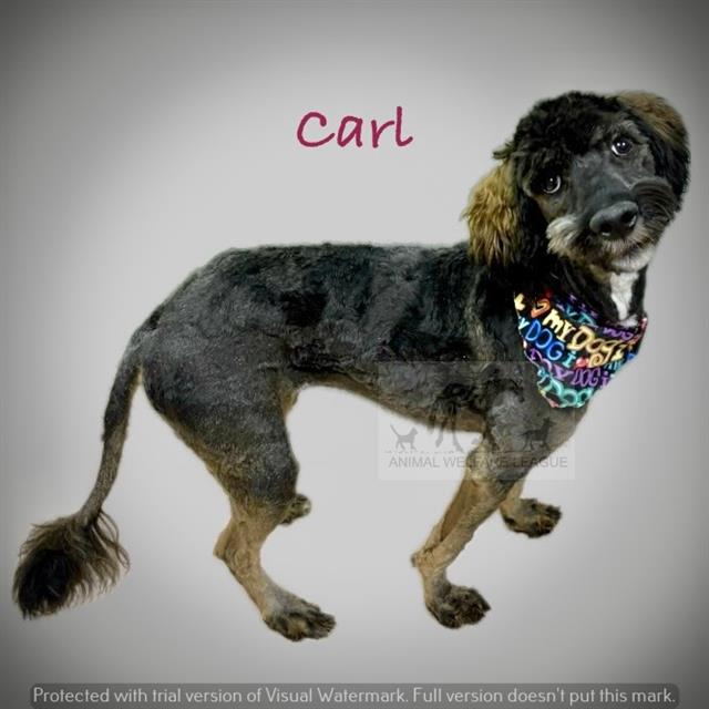 Carl at Animal Welfare League