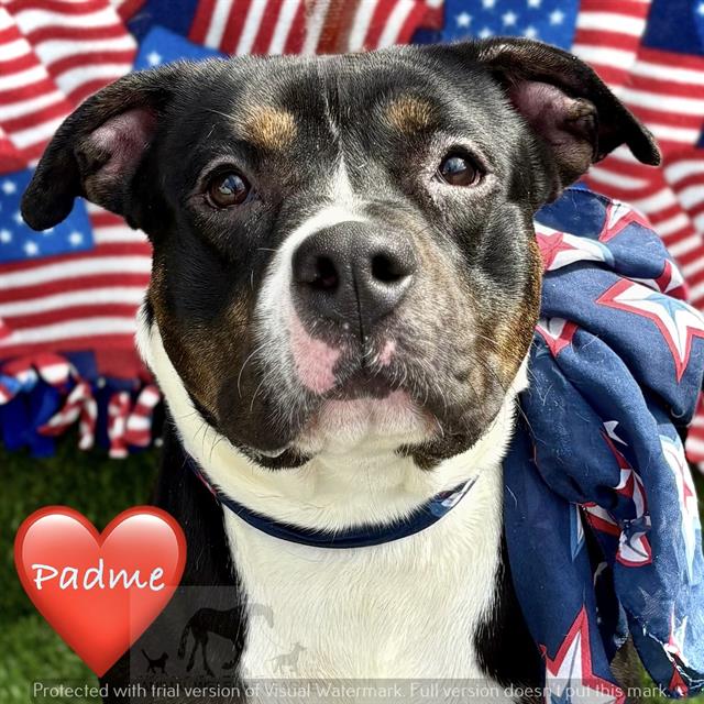 Padme at Animal Welfare League