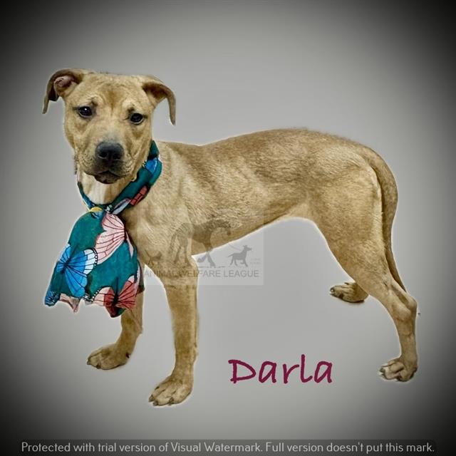 Darla at Animal Welfare League