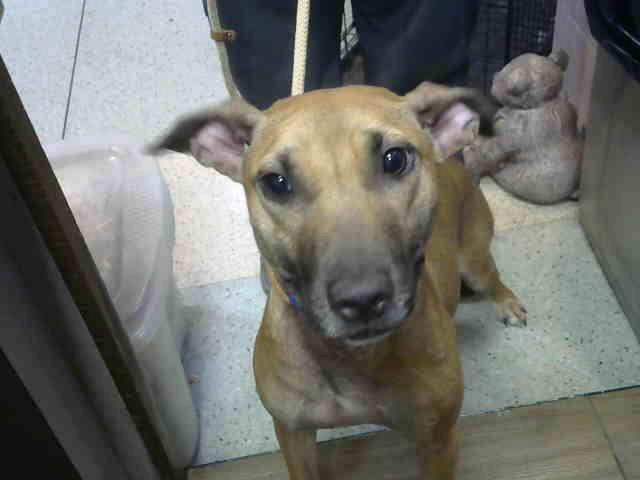 Biscuit at Animal Welfare League