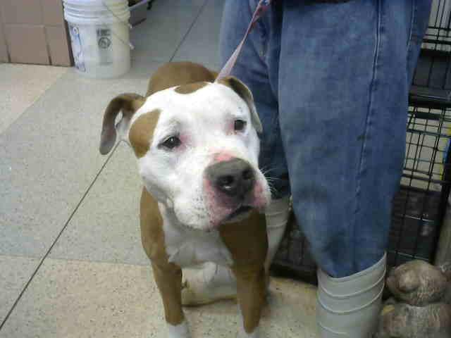 Brewster available through Animal Welfare League