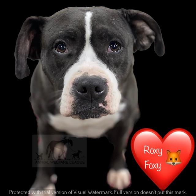 Roxy Foxy at Animal Welfare League