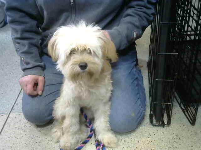 Briggs at Animal Welfare League
