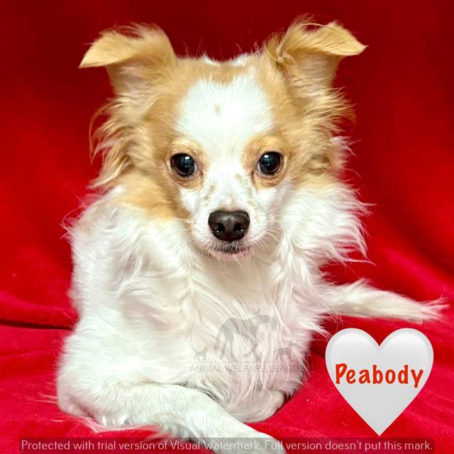 Peabody at Animal Welfare League