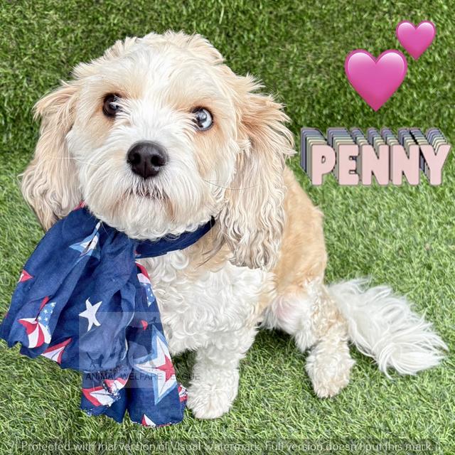 Penny at Animal Welfare League