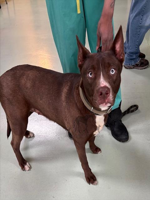 Heidi at Animal Welfare League