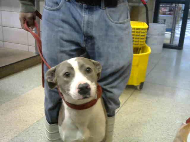 Pringles at Animal Welfare League