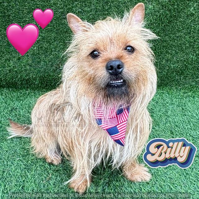 Billy at Animal Welfare League