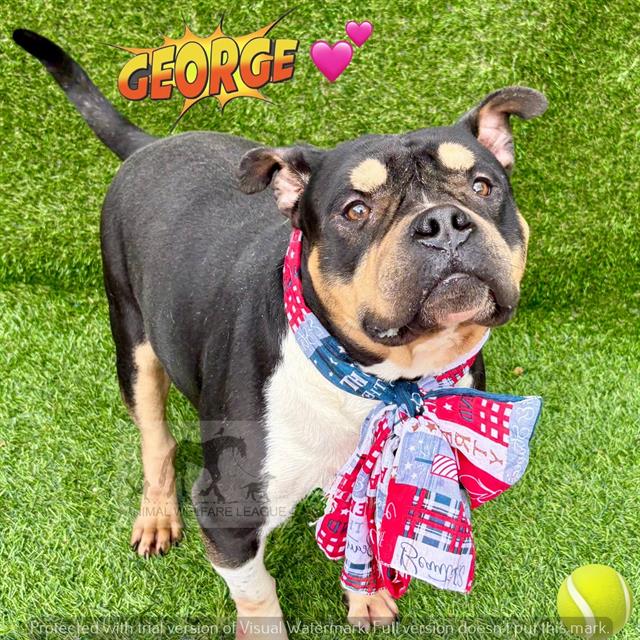 George at Animal Welfare League