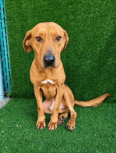 Tj at Animal Welfare League