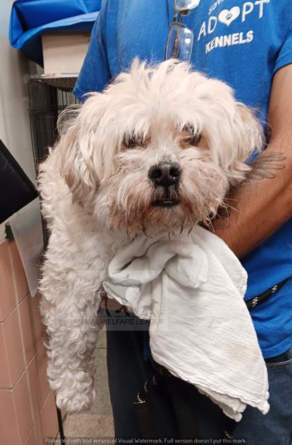 Rookie at Animal Welfare League