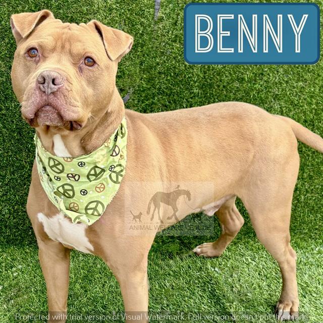 Benny available through Animal Welfare League
