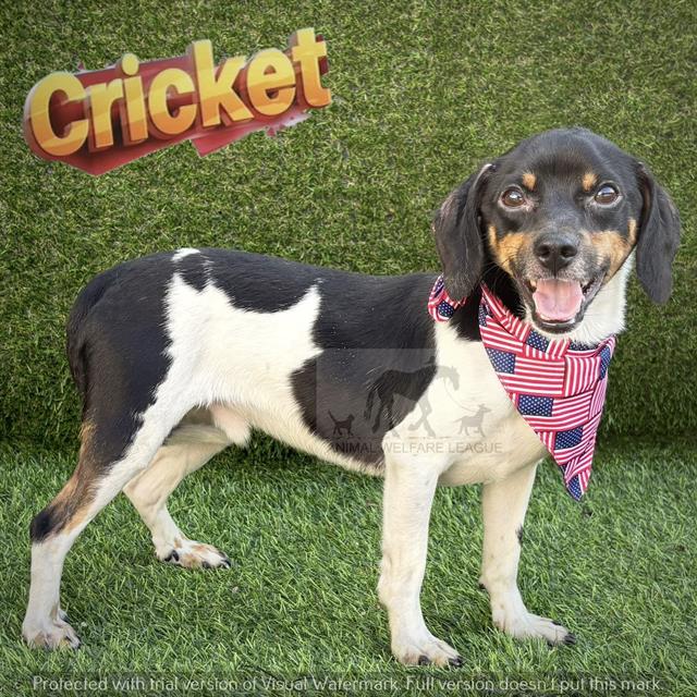 Cricket at Animal Welfare League