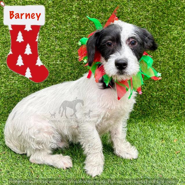 Barney at Animal Welfare League