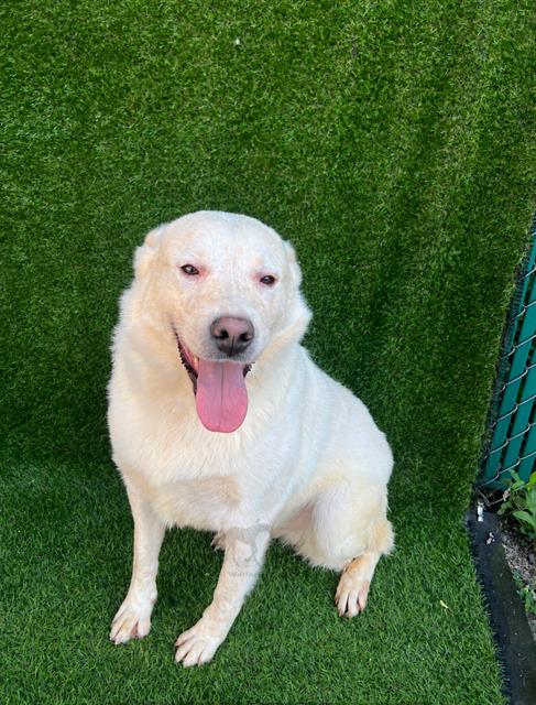 Lays at Animal Welfare League