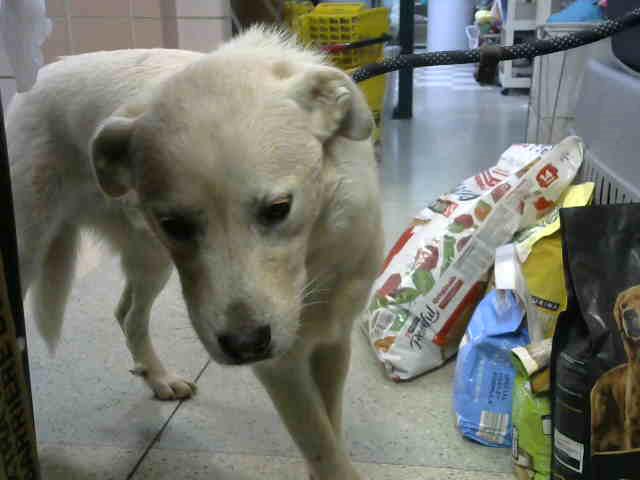 Lays at Animal Welfare League