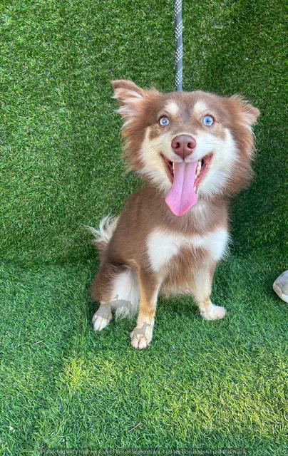 Sabrina at Animal Welfare League