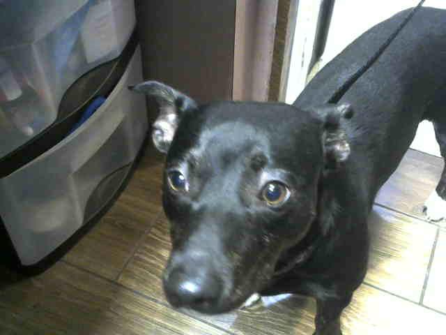 Poppy at Animal Welfare League