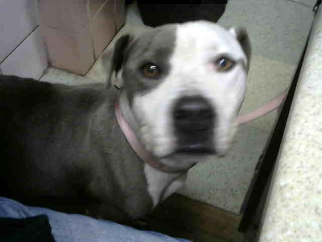 Jt at Animal Welfare League