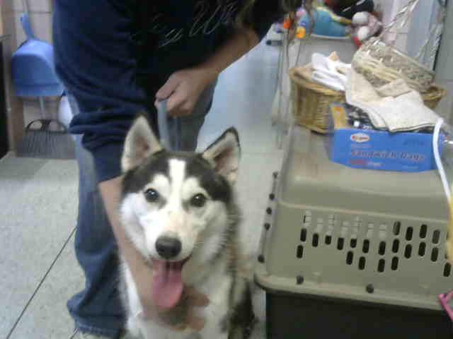 Ernie at Animal Welfare League