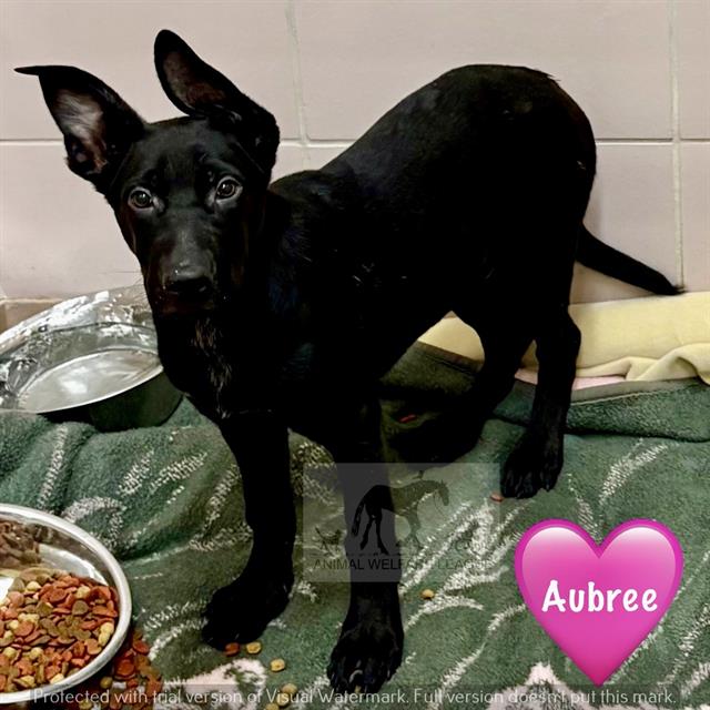 Aubree at Animal Welfare League