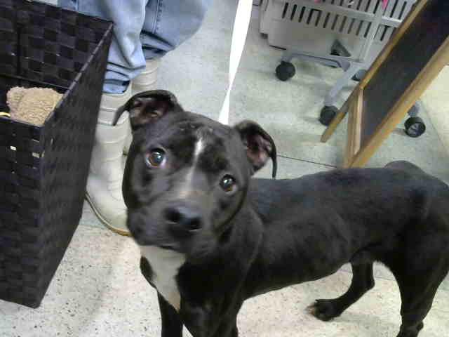 Poppy at Animal Welfare League