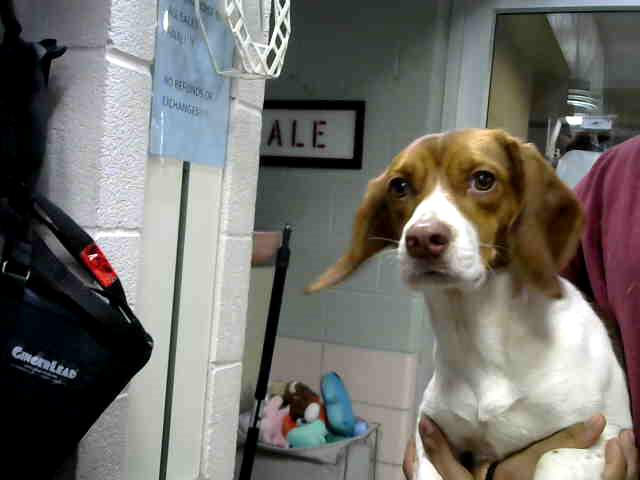 Maryanne at Animal Welfare League