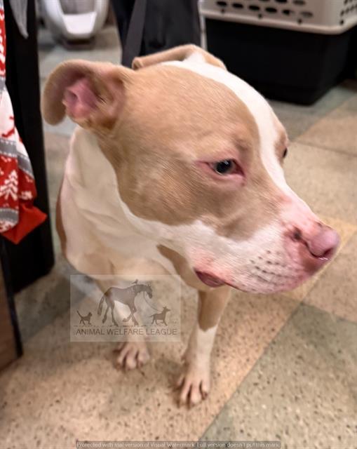 Cairo at Animal Welfare League