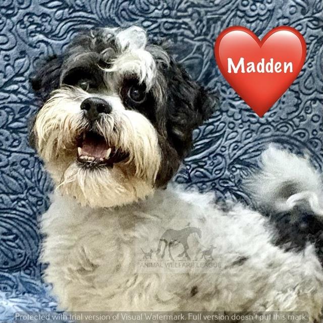 Madden at Animal Welfare League