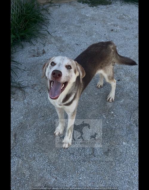 Hamilton at Animal Welfare League