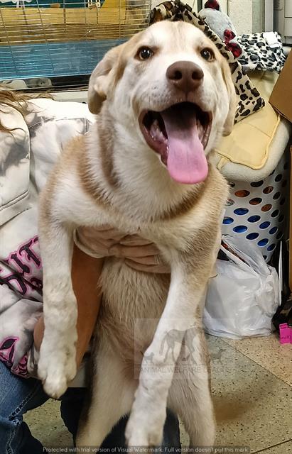 Hamilton at Animal Welfare League
